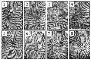 Виды узоров отпечатков пальцев
