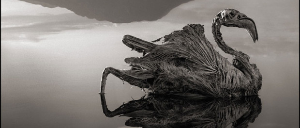 Окаменевшие птицы озера Натрон