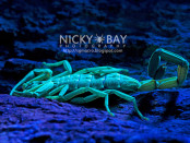 Скорпион под ультрафиолетом