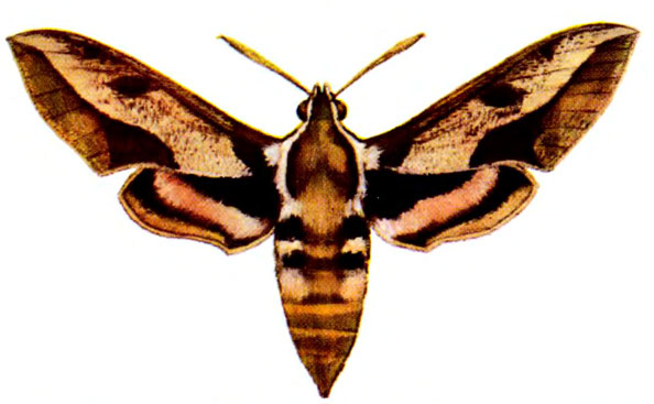 Бражник молочайный Бражник молочайный